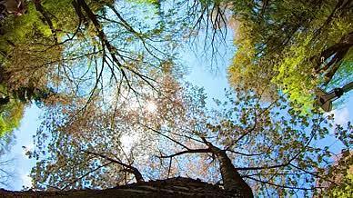 高清实拍正午阳光的树林植物视频的预览图